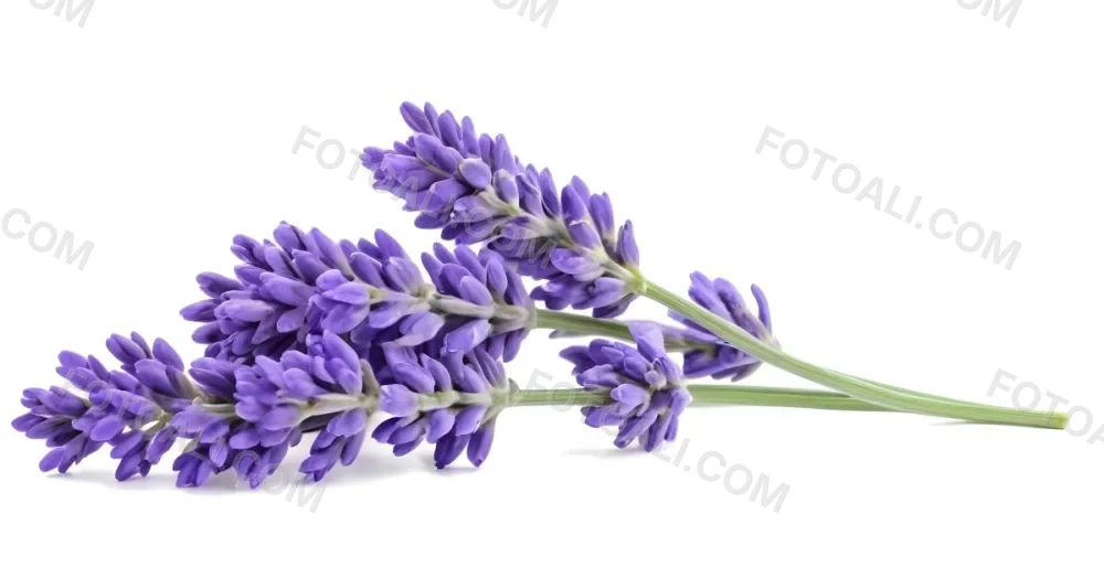 Two Sprigs Of Lavender With White Flowers And Purple Stems Isolated On A Green Background Close Up Shot Natural Light Botanical Photography 15 4966