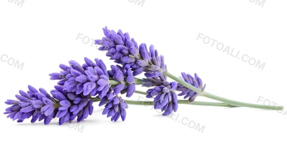 Two Sprigs Of Lavender With White Flowers And Purple Stems Isolated On A Green Background Close Up Shot Natural Light Botanical Photography 18 Bef6