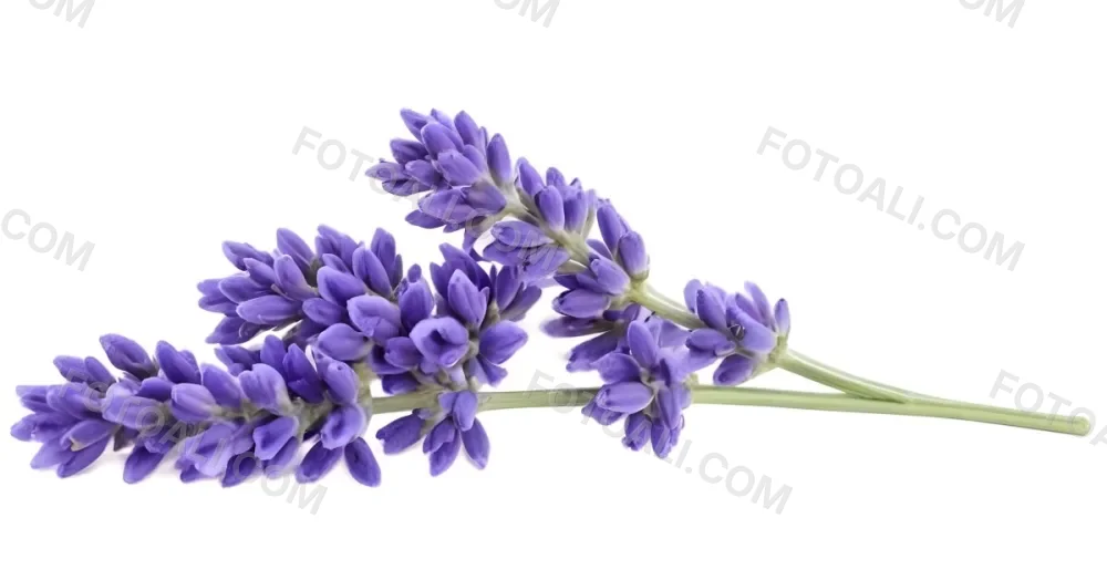 Two Sprigs Of Lavender With White Flowers And Purple Stems Isolated On A Green Background Close Up Shot Natural Light Botanical Photography 2 58ec