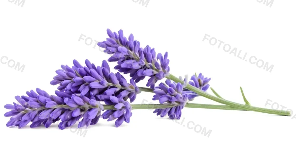 Two Sprigs Of Lavender With White Flowers And Purple Stems Isolated On A Green Background Close Up Shot Natural Light Botanical Photography 3 B0ee