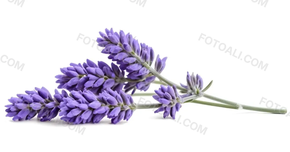 Two Sprigs Of Lavender With White Flowers And Purple Stems Isolated On A Green Background Close Up Shot Natural Light Botanical Photography 4 64d1