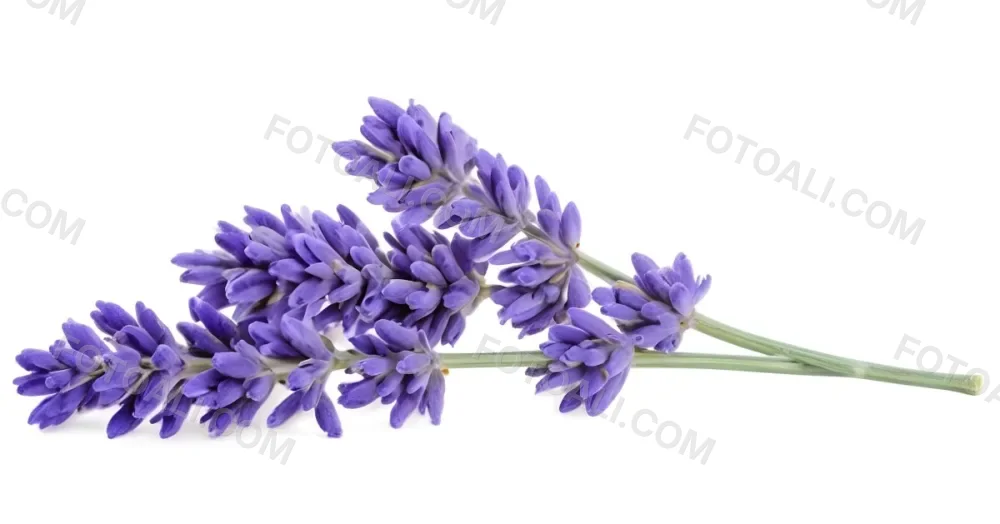 Two Sprigs Of Lavender With White Flowers And Purple Stems Isolated On A Green Background Close Up Shot Natural Light Botanical Photography 5 6a5d