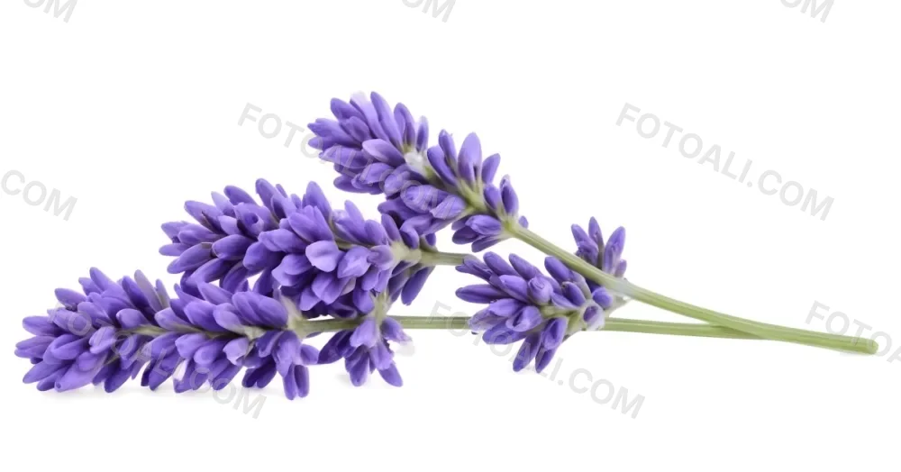 Two Sprigs Of Lavender With White Flowers And Purple Stems Isolated On A Green Background Close Up Shot Natural Light Botanical Photography 6 2934