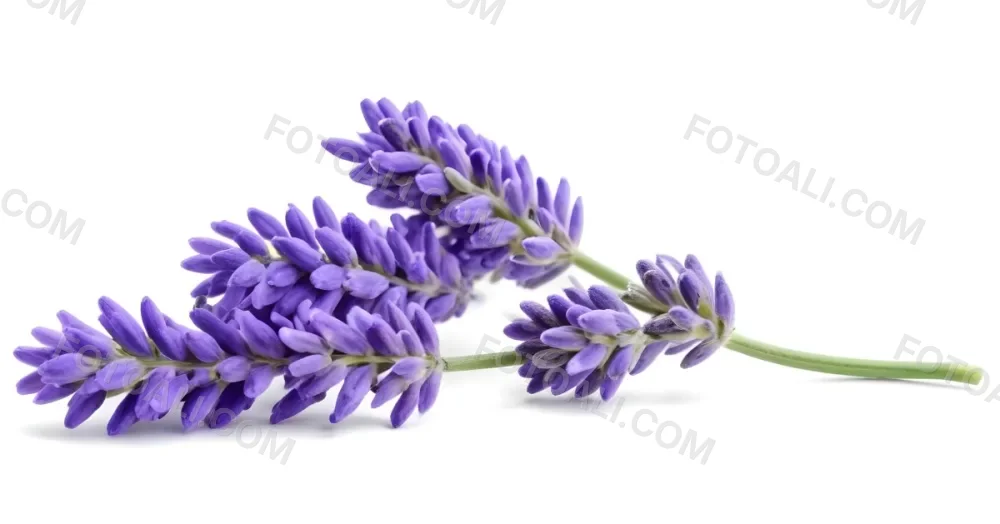 Two Sprigs Of Lavender With White Flowers And Purple Stems Isolated On A Green Background Close Up Shot Natural Light Botanical Photography 7 560d