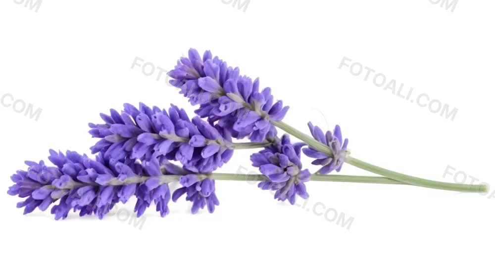 Two Sprigs Of Lavender With White Flowers And Purple Stems Isolated On A Green Background Close Up Shot Natural Light Botanical Photography 8 0135