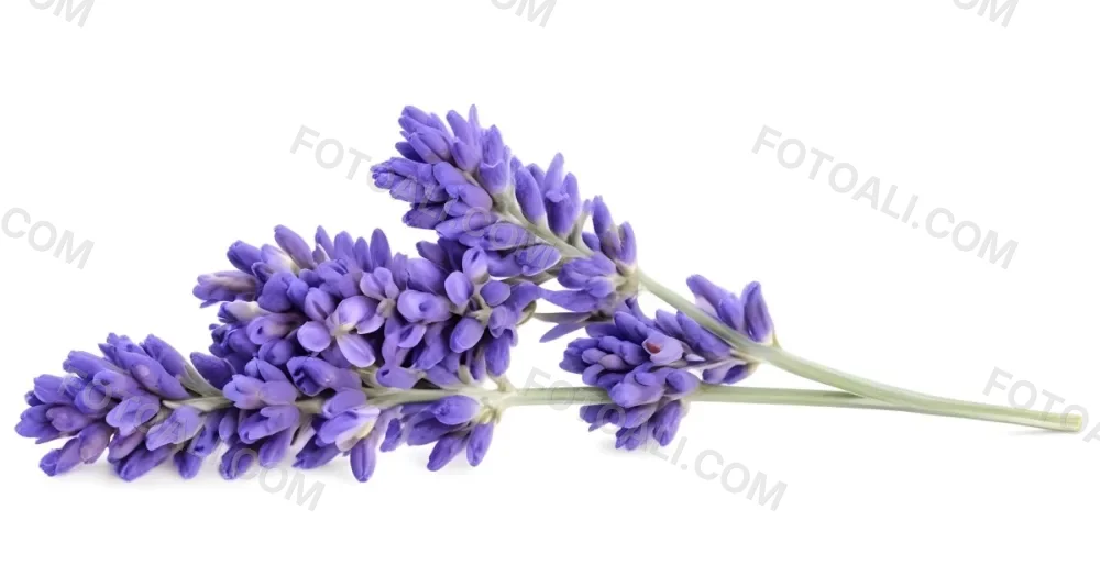 Two Sprigs Of Lavender With White Flowers And Purple Stems Isolated On A Green Background Close Up Shot Natural Light Botanical Photography 9 2a51