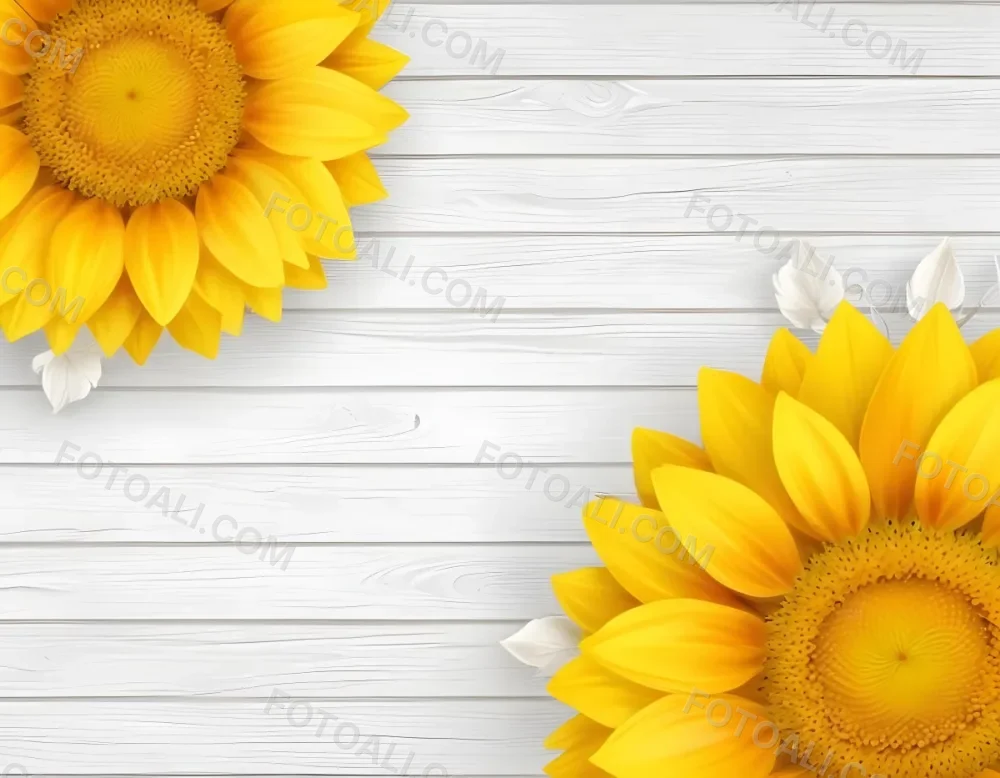 Two Sunflowers On The Corners Of The Image White Petals White Seeds White Wooden Background Bright Light High Angle View 52 979a