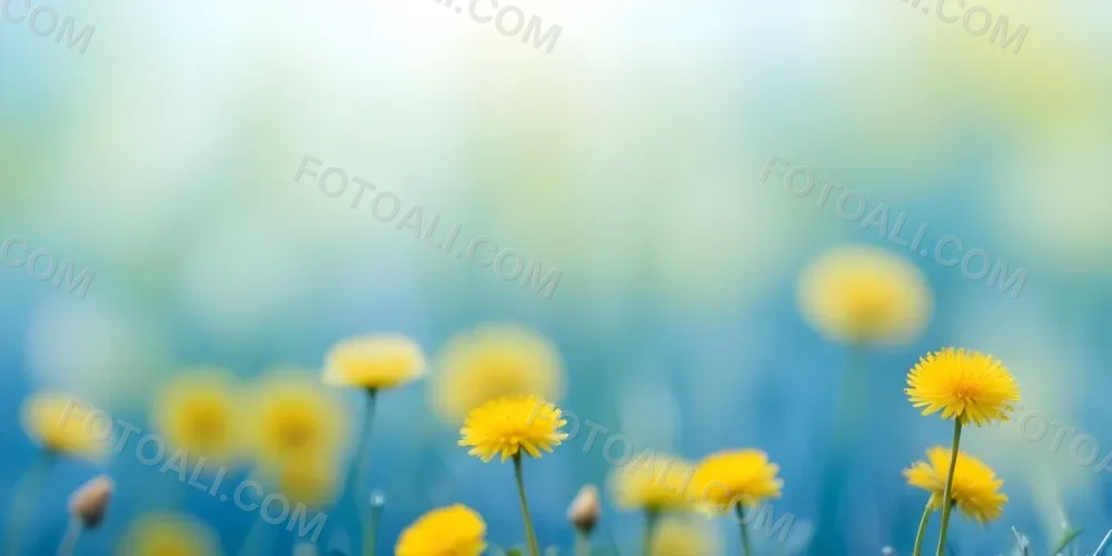 Yellow Dandelion Flowers In A Blurred Blue And Green Field 20 Fa93