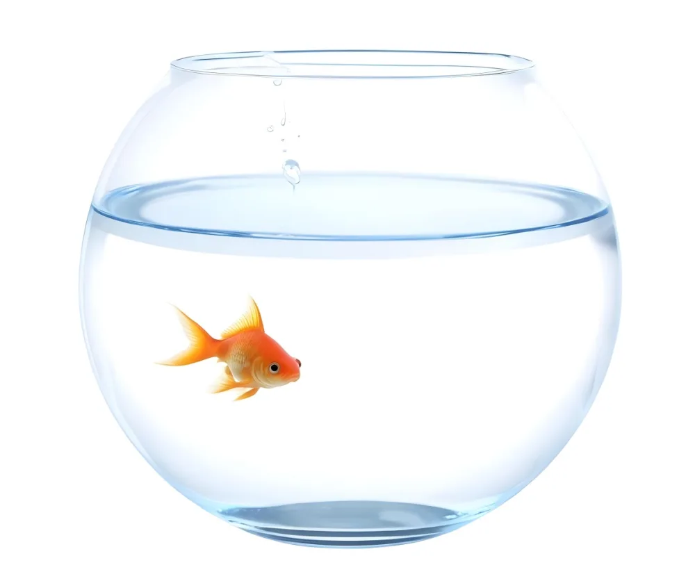 3d Model A Goldfish Inside A Transparent Fishbowl With Water The Background Is Completely White Figure Octane Render Volumetric Highly Detailed Videogame Aesthetic 20 42cd