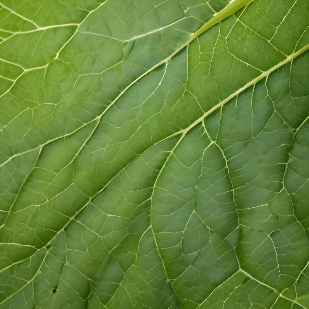A Close Up Of A Green Leaf Showing The Intricate Network Of Veins And The Vibrant Color Of The Foliage 1 1baa