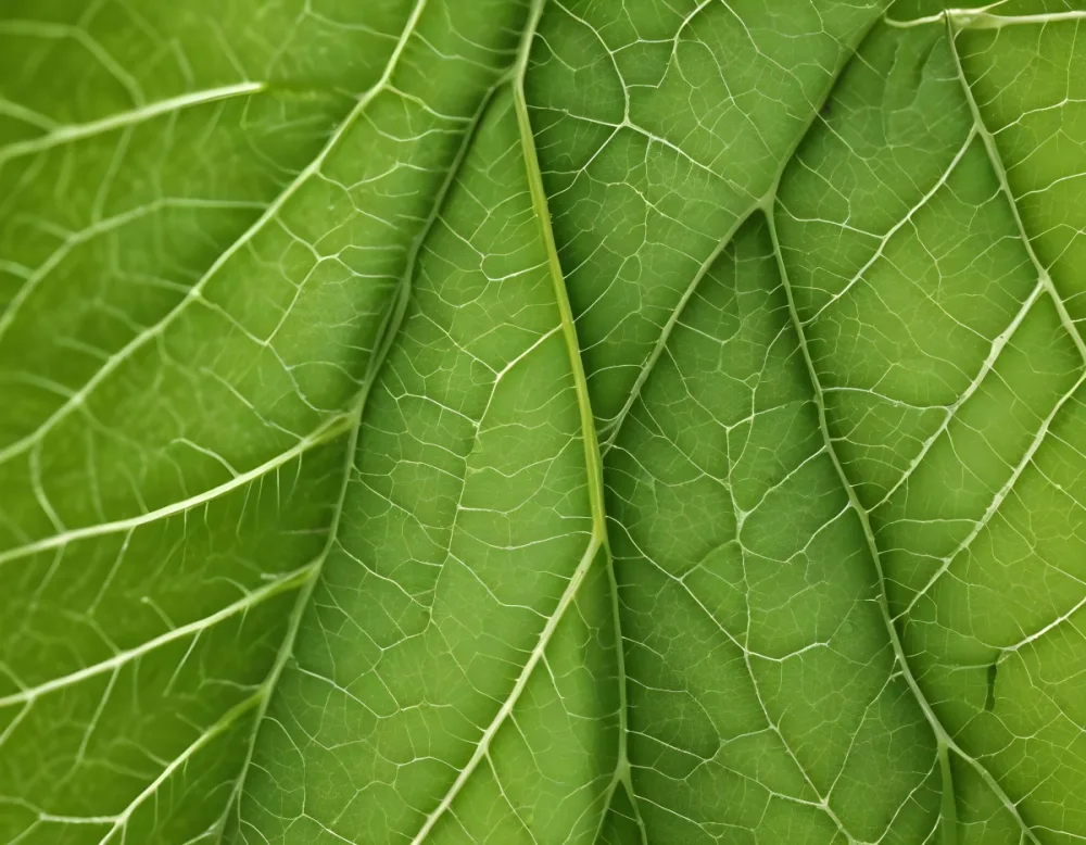 A Close Up Of A Green Leaf Showing The Intricate Network Of Veins And The Vibrant Green Color 1