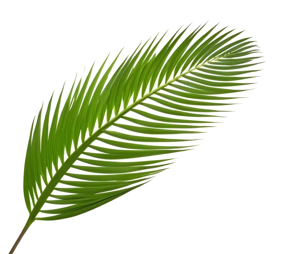 A Green Palm Leaf With Long Slender Fronds Against A White Background 13 B73a