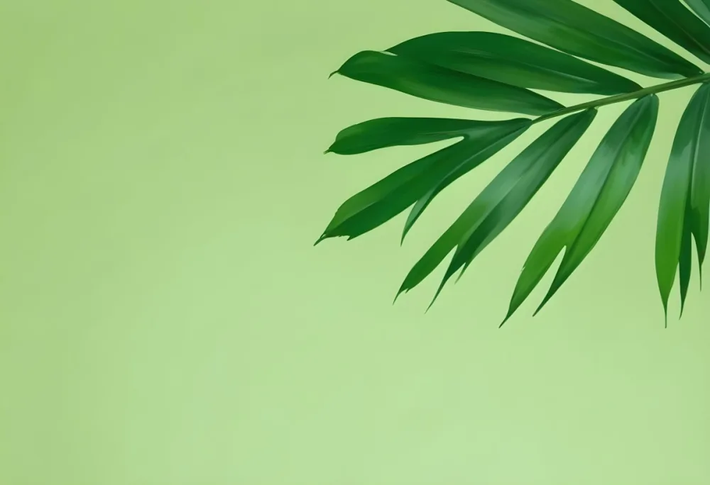 A Green Palm Leaf With Long Thin Leaves Vibrant Green Color Minimal Composition Against A Solid Light Green Background Studio Lighting Clean And Simple Aesthetic 27 6836