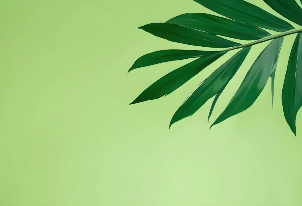 A Green Palm Leaf With Long Thin Leaves Vibrant Green Color Minimal Composition Against A Solid Light Green Background Studio Lighting Clean And Simple Aesthetic 6 5d25