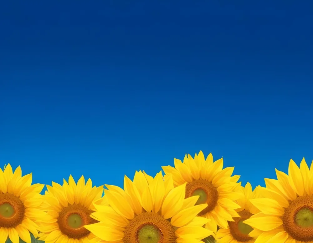 A Group Of Yellow Sunflowers With A Yellow Background Sunflowers Are In Full Bloom Bright And Vibrant Colors Clear And Sharp Details 32 Ecea