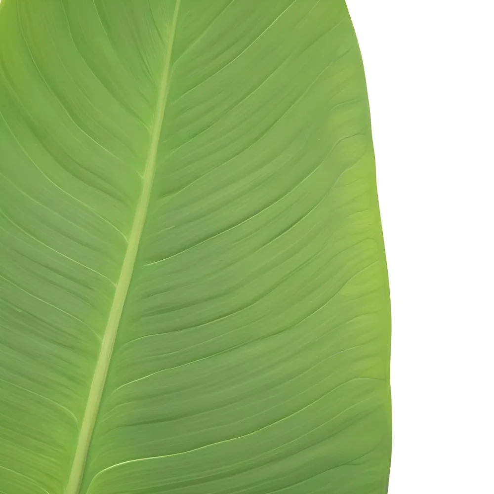 A Large Green Leaf With Prominent Veins And A Smooth Glossy Surface Surrounded By Tropical Flowers Under Sunny Weather During Daytime 5 4f86