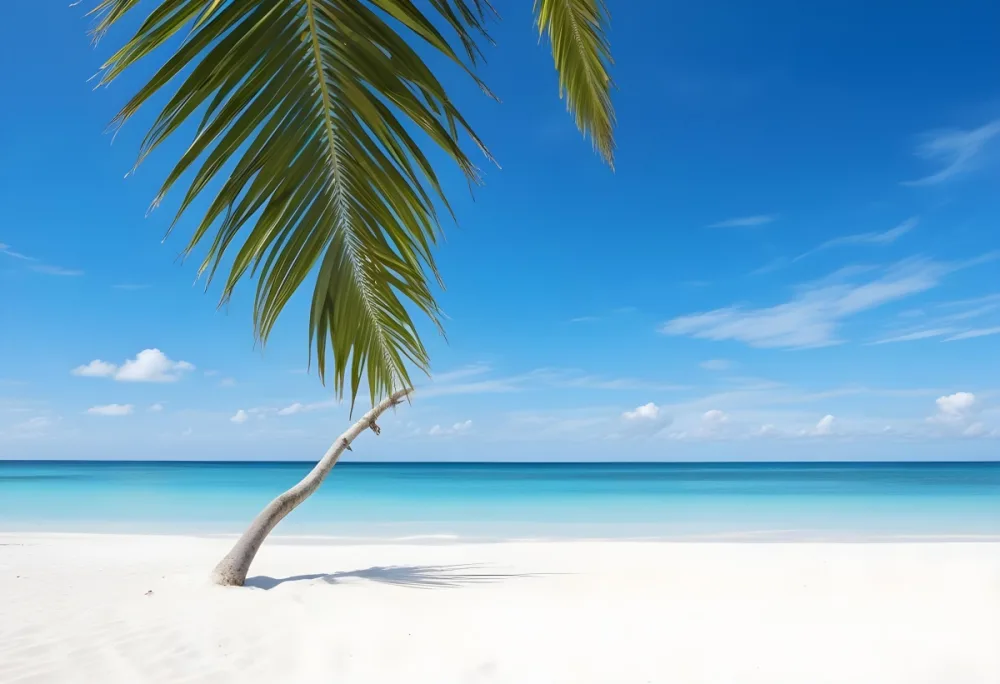 A Palm Tree Branch Over A White Sand Beach With Turquoise Water And A Blue Sky With Some Clouds 2 8699