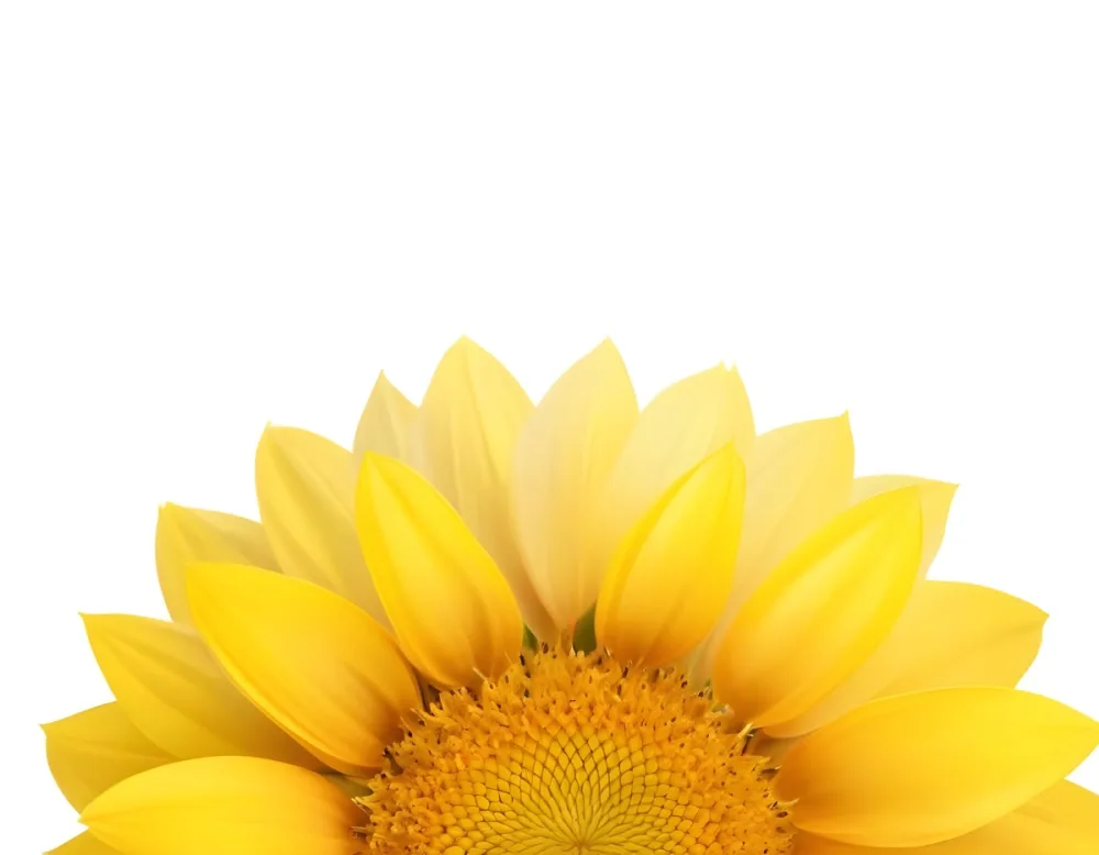 A Sunflower With White Petals And A White Center The Flower Is In The Center Of The Image Yellow Background 1 3333
