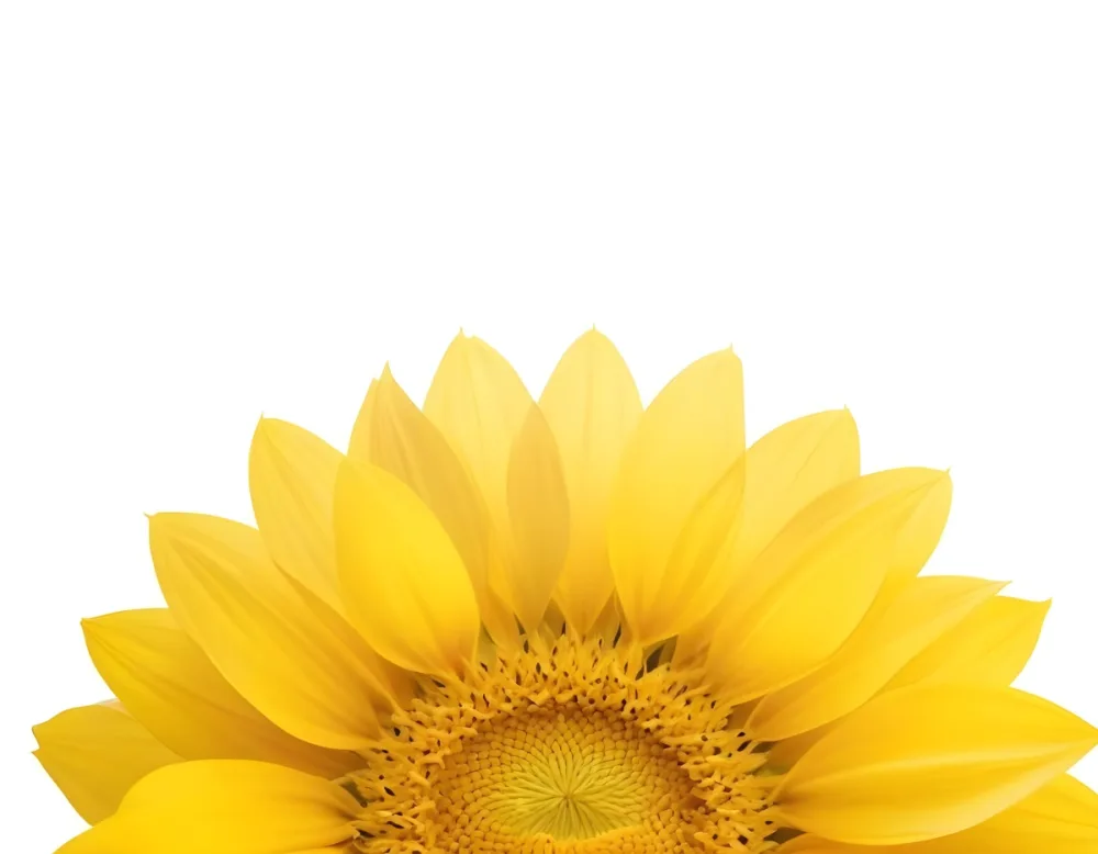 A Sunflower With White Petals And A White Center The Flower Is In The Center Of The Image Yellow Background 47 4413