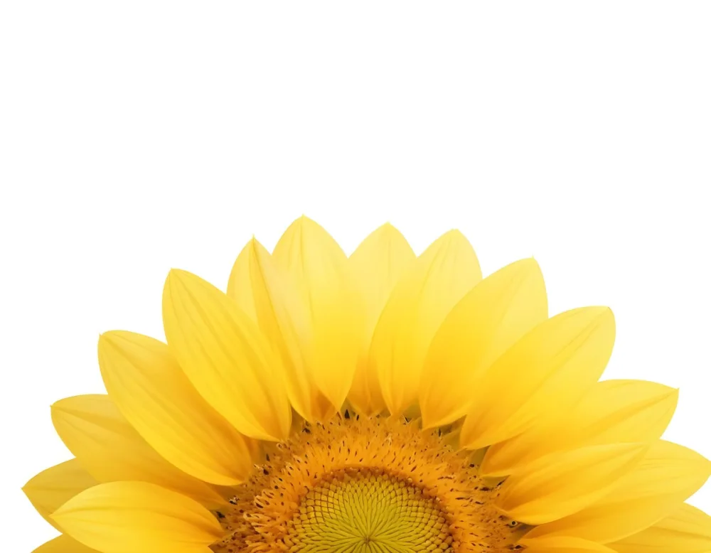 A Sunflower With White Petals And A White Center The Flower Is In The Center Of The Image Yellow Background 48 88c1