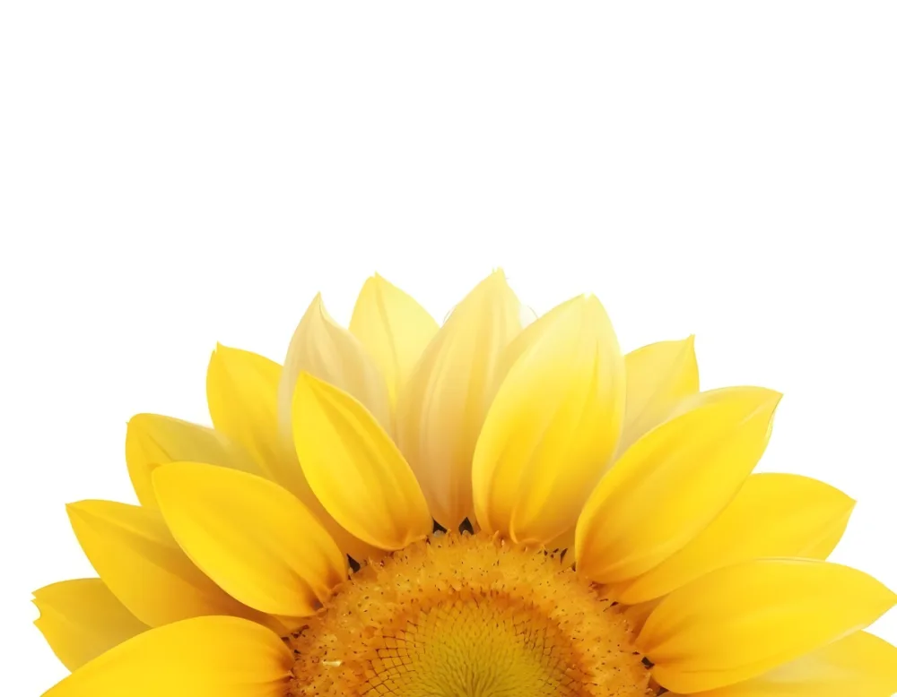 A Sunflower With White Petals And A White Center The Flower Is In The Center Of The Image Yellow Background 74 C86a