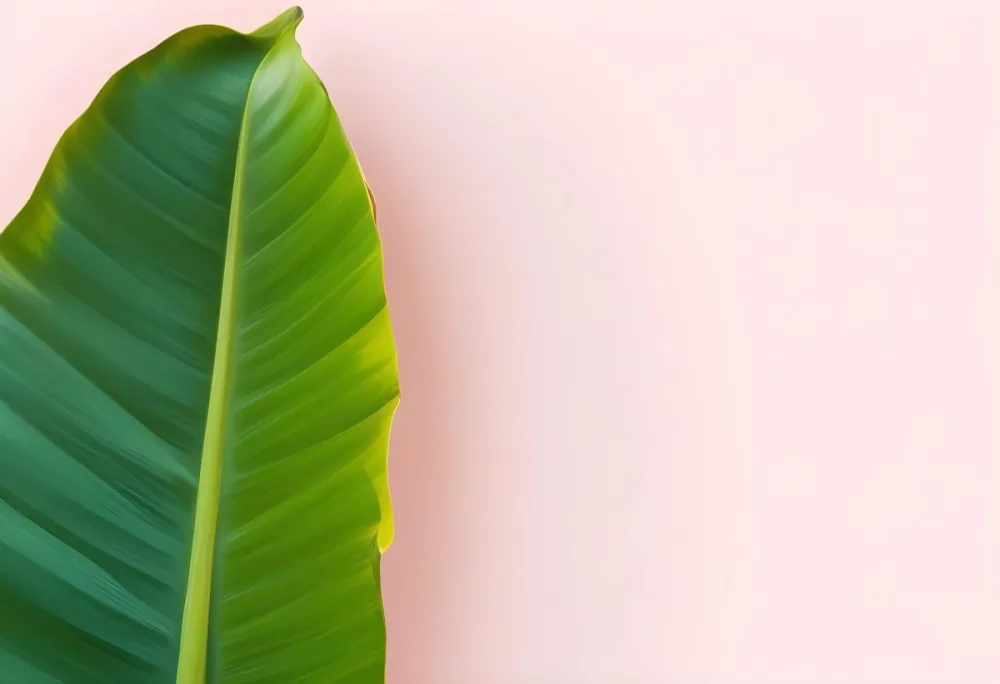 A Vibrant Green Banana Leaf With Prominent Veins Positioned Against A Solid Light Pink Background Creating A Minimalist And Natural Composition 7 F4f4