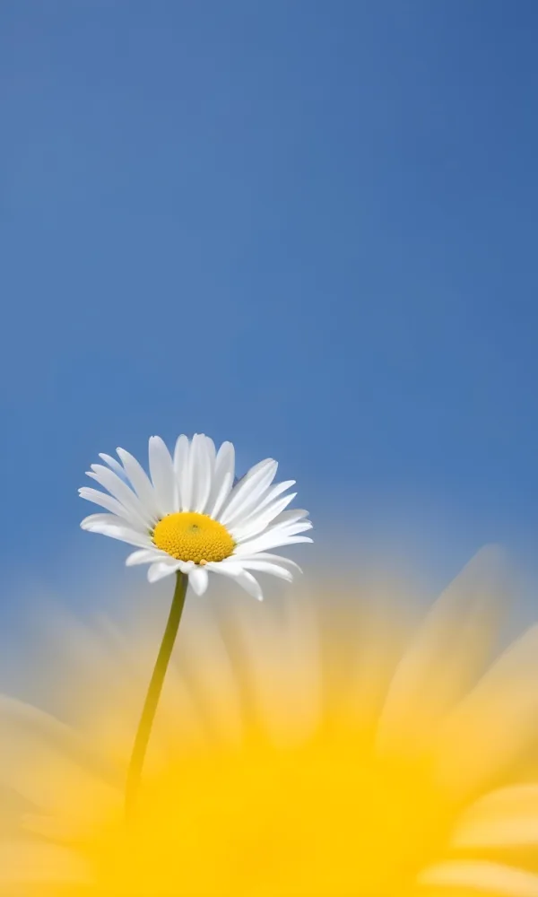 A White Daisy With A Blue Center And A Blue Stem Against A Blue Sky With Some Blurred Blue In The Foreground 13 2e6b