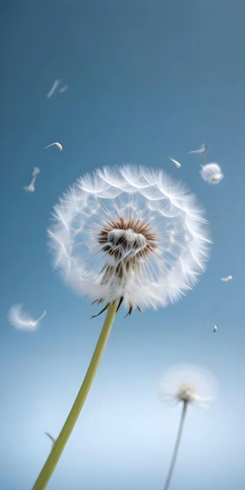 A White Dandelion Flower With Its Fluffy Seeds Blowing In The Wind Against A Blue Background 18 7426