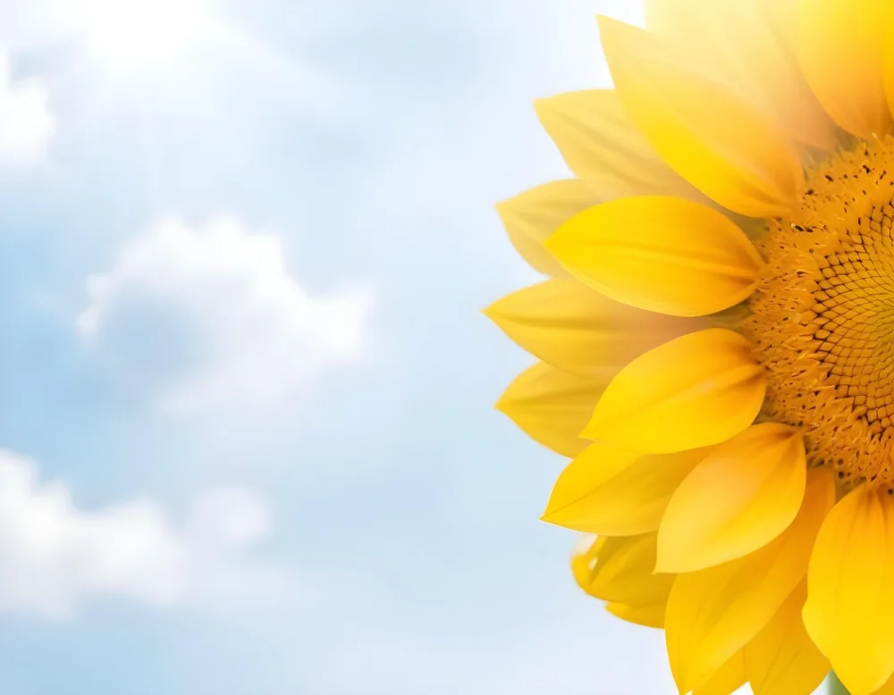 A Yellow Sunflower With A White Center On A White Background With White Clouds And Bokeh Effect Bright Light Close Up 43 6333