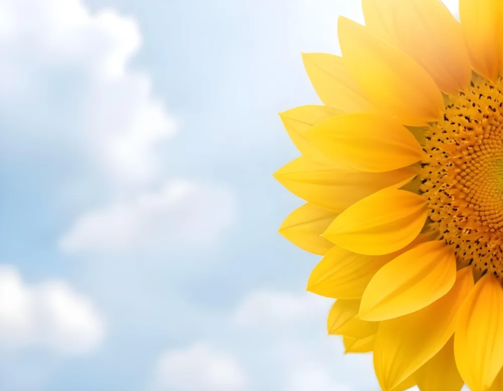 A Yellow Sunflower With A White Center On A White Background With White Clouds And Bokeh Effect Bright Light Close Up 44 A271