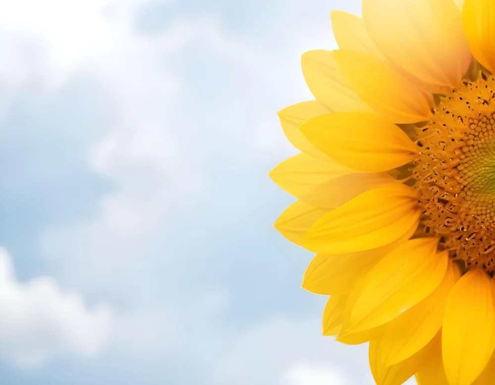 A Yellow Sunflower With A White Center On A White Background With White Clouds And Bokeh Effect Bright Light Close Up 46 6597