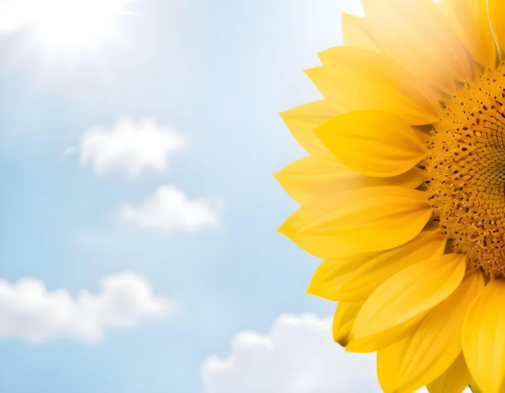 A Yellow Sunflower With A White Center On A White Background With White Clouds And Bokeh Effect Bright Light Close Up 47 9d56