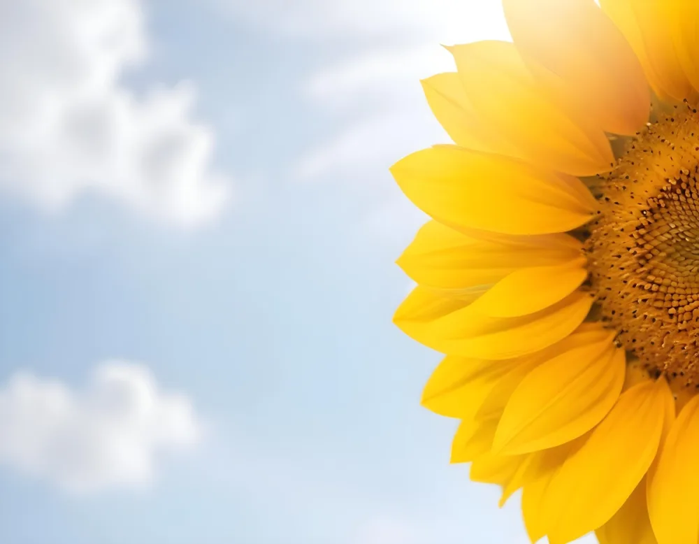 A Yellow Sunflower With A White Center On A White Background With White Clouds And Bokeh Effect Bright Light Close Up 7 2e03