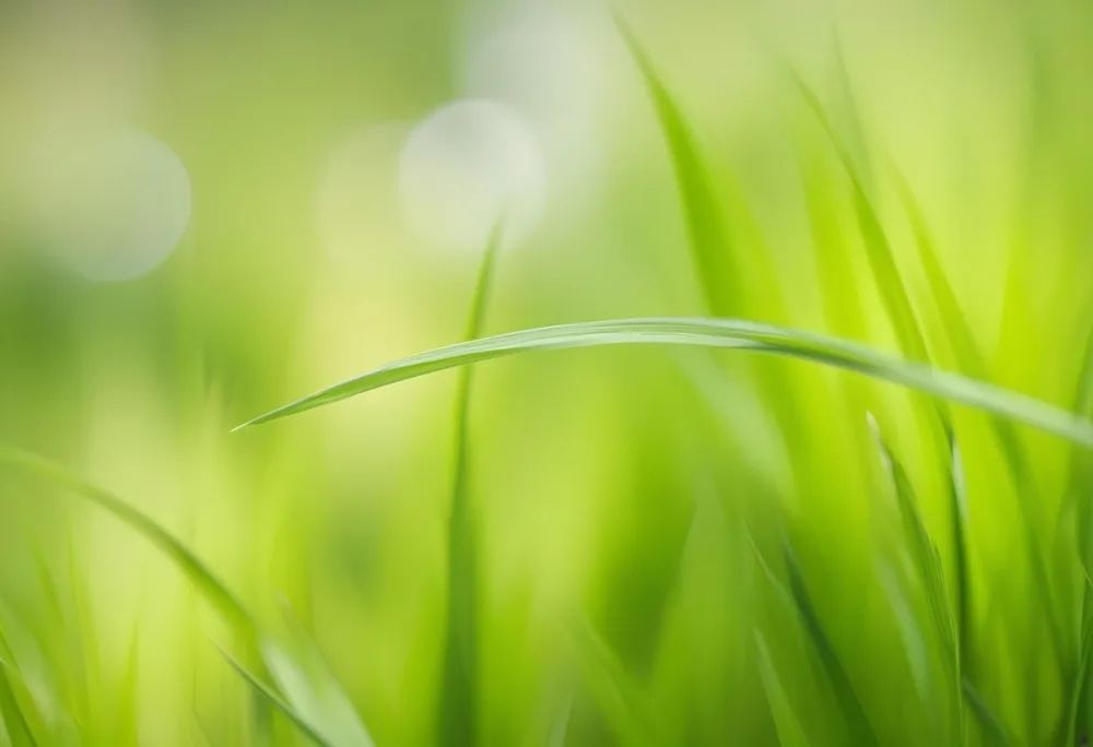 Abstract Image Of Green Grass With A Blurred Background Soft Light Soft Focus And A Single Blade Of Grass In The Foreground 16 9881