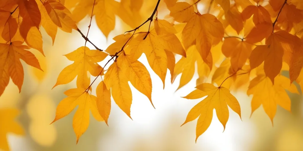 Autumn Leaves