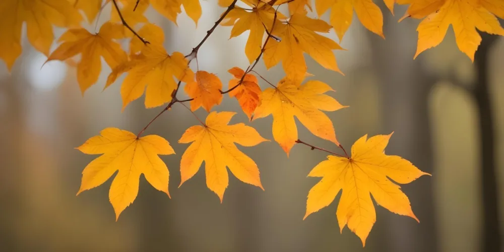 Autumn Leaves On A Branch With Warm Orange And Yellow Colors 5 A9e3