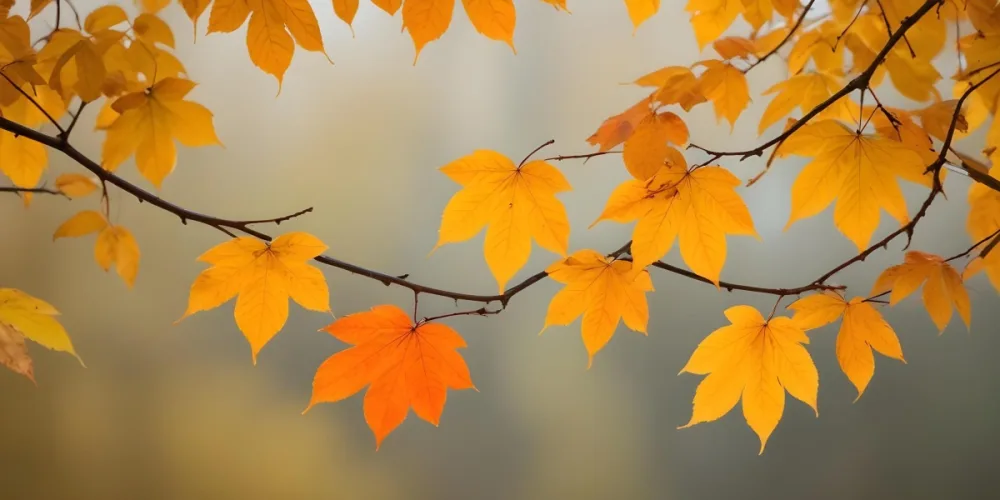 Autumn Leaves On A Branch With Warm Orange And Yellow Colors 6 847c