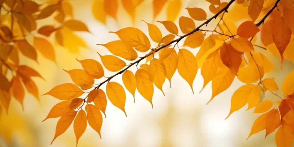 Autumn Leaves On A Branch With Warm Orange And Yellow Colors 7 F836