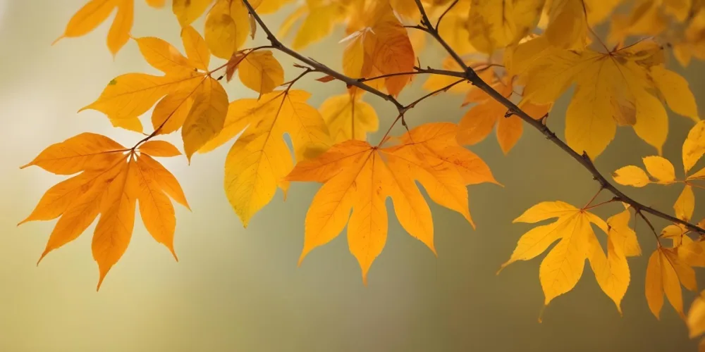 Autumn Leaves On A Branch With Warm Orange And Yellow Colors 8 5080