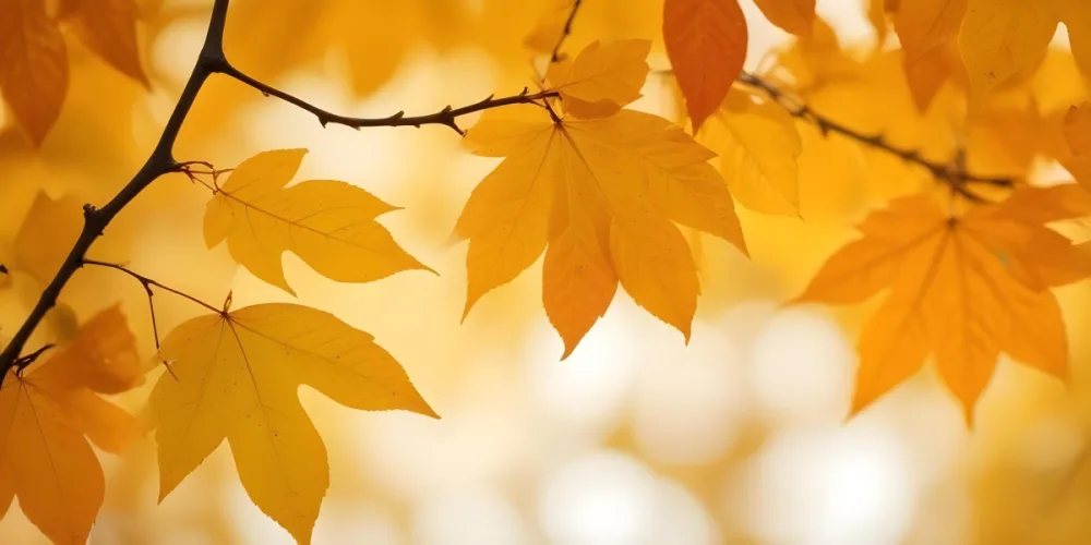 Autumn Leaves On A Branch With Warm Orange And Yellow Colors 9 21fb