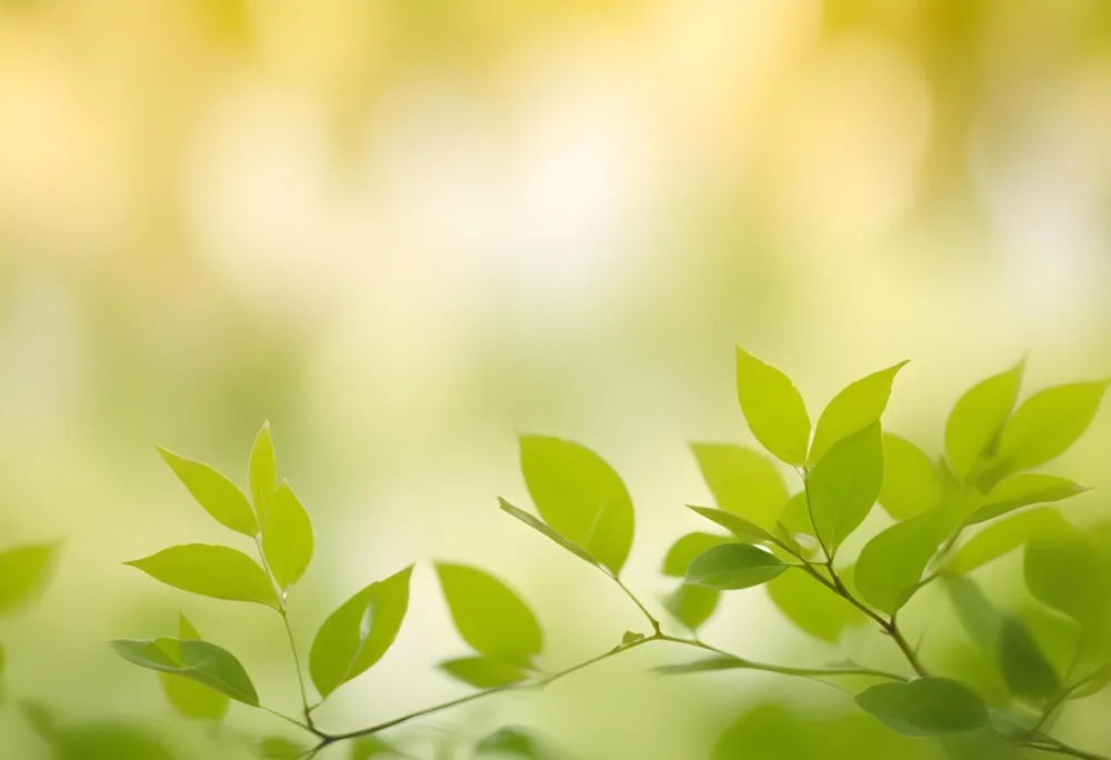 Blurred Green Foliage With A Soft Yellow Background 13 548e
