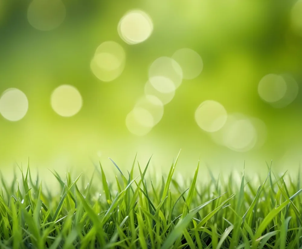 Blurred Green Grass Field With Bright Bokeh Effect Natural Background 6 88ba