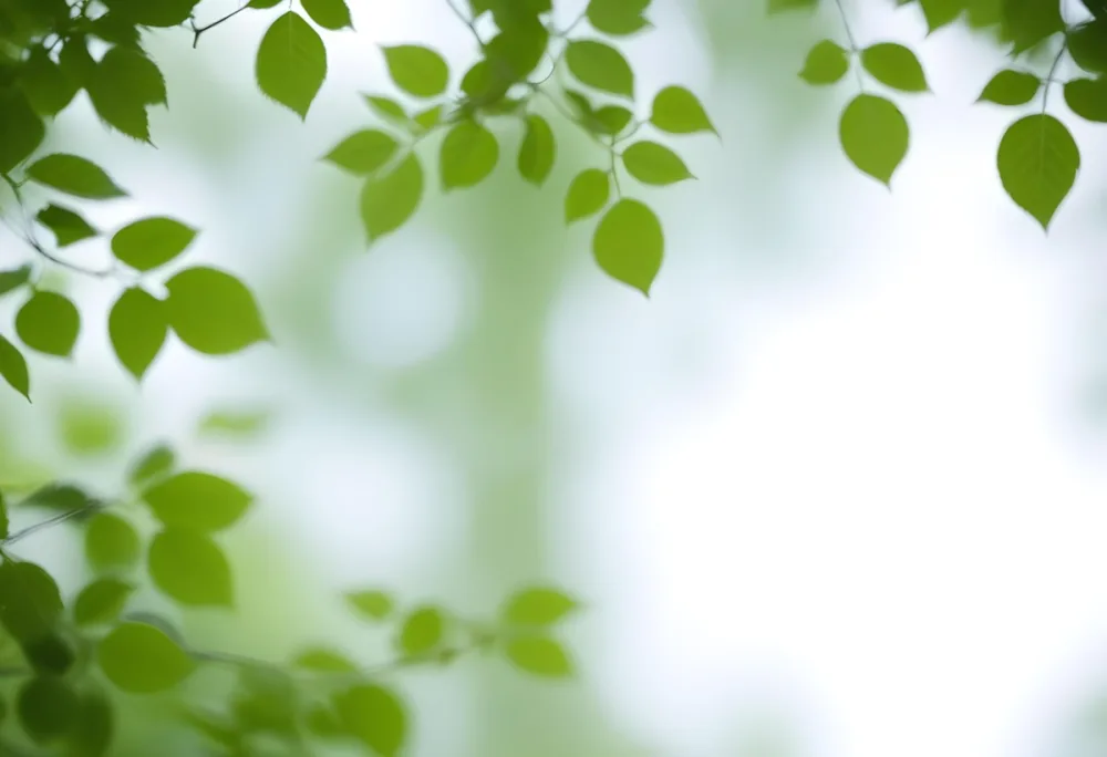 Blurred Green Leaves In The Foreground With A Soft Out Of Focus Background 2 3f98