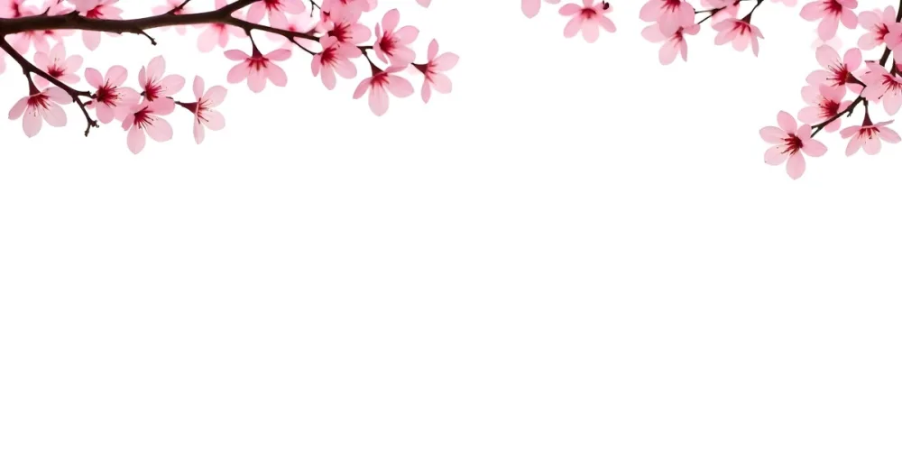 Cherry Blossom Branches With Pink Flowers In Full Bloom Set Against A Clean White Background Creating A Minimalist And Elegant Composition 14 7e0a