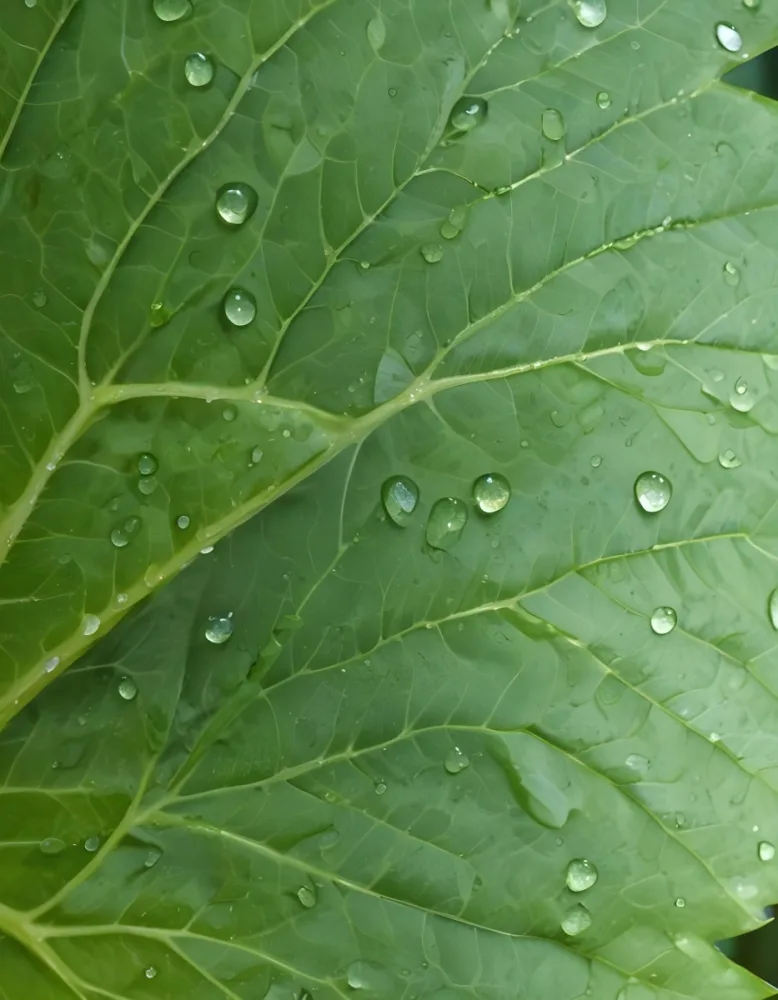 Close Up Of A Green Leaf With Intricate Veins And Water Droplets 24 844a
