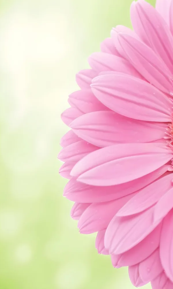 Close Up Of A Pink Gerbera Daisy With Soft Rounded Petals Partially Filling The Frame Against A Blurred Light Green Background With Bokeh Effects 47 3691