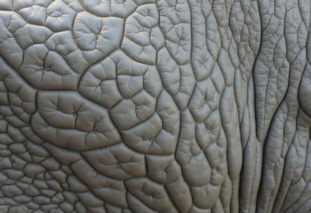 Close Up Of An Elephant Skin Showing The Intricate Wrinkles And Texture Of The Gray Leathery Hide 9