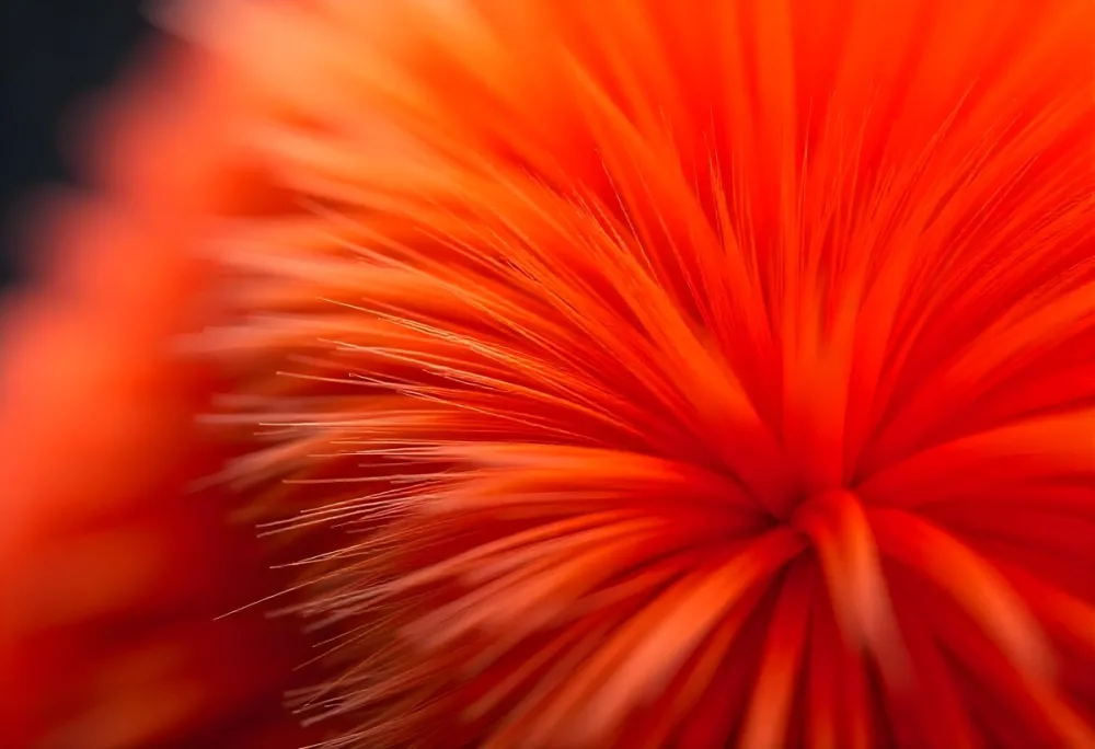 Close Up Of Orange Fur Texture 10