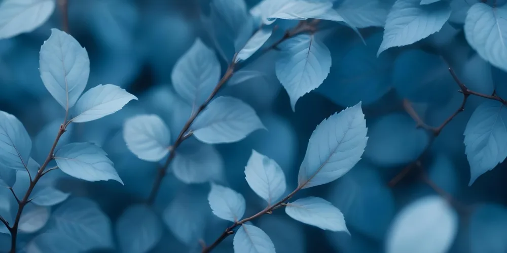 Closeup Of Blue Leaves With Soft Focus And A Moody Atmospheric Feel 42 514a