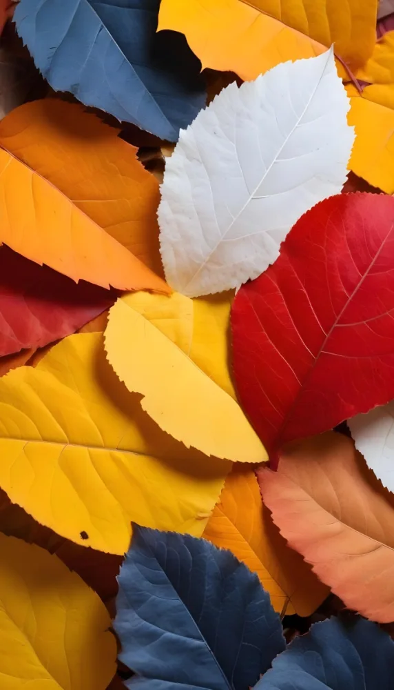 Colorful Leaves In Orange Yellow Red White And Brown Close Up Shot Studio Lighting Vibrant Colors High Detail Autumn Concept Nature Background 17 Cd35